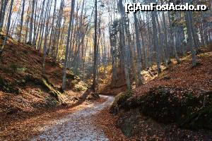 [P21] Peștera Cetății, Râșnov - drumul prin pădure » foto by makuy*
 - 
<span class="allrVoted glyphicon glyphicon-heart hidden" id="av705482"></span>
<a class="m-l-10 hidden" id="sv705482" onclick="voting_Foto_DelVot(,705482,6777)" role="button">șterge vot <span class="glyphicon glyphicon-remove"></span></a>
<a id="v9705482" class=" c-red"  onclick="voting_Foto_SetVot(705482)" role="button"><span class="glyphicon glyphicon-heart-empty"></span> <b>LIKE</b> = Votează poza</a> <img class="hidden"  id="f705482W9" src="/imagini/loader.gif" border="0" /><span class="AjErrMes hidden" id="e705482ErM"></span>