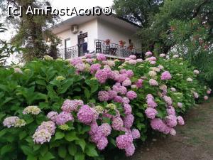 [P18] Vedeta insulei hortensia în multe culori.  » foto by Aurici
 - 
<span class="allrVoted glyphicon glyphicon-heart hidden" id="av1082118"></span>
<a class="m-l-10 hidden" id="sv1082118" onclick="voting_Foto_DelVot(,1082118,6801)" role="button">șterge vot <span class="glyphicon glyphicon-remove"></span></a>
<a id="v91082118" class=" c-red"  onclick="voting_Foto_SetVot(1082118)" role="button"><span class="glyphicon glyphicon-heart-empty"></span> <b>LIKE</b> = Votează poza</a> <img class="hidden"  id="f1082118W9" src="/imagini/loader.gif" border="0" /><span class="AjErrMes hidden" id="e1082118ErM"></span>