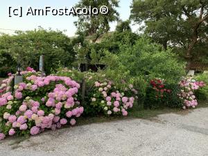 [P19] Vedeta insulei hortensia în multe culori.  » foto by Aurici
 - 
<span class="allrVoted glyphicon glyphicon-heart hidden" id="av1082119"></span>
<a class="m-l-10 hidden" id="sv1082119" onclick="voting_Foto_DelVot(,1082119,6801)" role="button">șterge vot <span class="glyphicon glyphicon-remove"></span></a>
<a id="v91082119" class=" c-red"  onclick="voting_Foto_SetVot(1082119)" role="button"><span class="glyphicon glyphicon-heart-empty"></span> <b>LIKE</b> = Votează poza</a> <img class="hidden"  id="f1082119W9" src="/imagini/loader.gif" border="0" /><span class="AjErrMes hidden" id="e1082119ErM"></span>