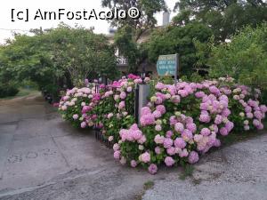 [P20] Vedeta insulei, hortensia în multe culori. Toate florile sunt de pe strada pe care eram cazați. » foto by Aurici
 - 
<span class="allrVoted glyphicon glyphicon-heart hidden" id="av1082120"></span>
<a class="m-l-10 hidden" id="sv1082120" onclick="voting_Foto_DelVot(,1082120,6801)" role="button">șterge vot <span class="glyphicon glyphicon-remove"></span></a>
<a id="v91082120" class=" c-red"  onclick="voting_Foto_SetVot(1082120)" role="button"><span class="glyphicon glyphicon-heart-empty"></span> <b>LIKE</b> = Votează poza</a> <img class="hidden"  id="f1082120W9" src="/imagini/loader.gif" border="0" /><span class="AjErrMes hidden" id="e1082120ErM"></span>