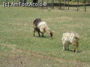 [P23] Dar vedeta de necontestat a insulei este capra.  » foto by Aurici
 - 
<span class="allrVoted glyphicon glyphicon-heart hidden" id="av1082123"></span>
<a class="m-l-10 hidden" id="sv1082123" onclick="voting_Foto_DelVot(,1082123,6801)" role="button">șterge vot <span class="glyphicon glyphicon-remove"></span></a>
<a id="v91082123" class=" c-red"  onclick="voting_Foto_SetVot(1082123)" role="button"><span class="glyphicon glyphicon-heart-empty"></span> <b>LIKE</b> = Votează poza</a> <img class="hidden"  id="f1082123W9" src="/imagini/loader.gif" border="0" /><span class="AjErrMes hidden" id="e1082123ErM"></span>