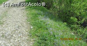 [P03] Floricele albastre ne zambesc!  » foto by EL CAMINANTE
 - 
<span class="allrVoted glyphicon glyphicon-heart hidden" id="av734815"></span>
<a class="m-l-10 hidden" id="sv734815" onclick="voting_Foto_DelVot(,734815,6824)" role="button">șterge vot <span class="glyphicon glyphicon-remove"></span></a>
<a id="v9734815" class=" c-red"  onclick="voting_Foto_SetVot(734815)" role="button"><span class="glyphicon glyphicon-heart-empty"></span> <b>LIKE</b> = Votează poza</a> <img class="hidden"  id="f734815W9" src="/imagini/loader.gif" border="0" /><span class="AjErrMes hidden" id="e734815ErM"></span>