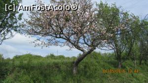[P04] Copaci cu flori ne saluta.  » foto by EL CAMINANTE
 - 
<span class="allrVoted glyphicon glyphicon-heart hidden" id="av734816"></span>
<a class="m-l-10 hidden" id="sv734816" onclick="voting_Foto_DelVot(,734816,6824)" role="button">șterge vot <span class="glyphicon glyphicon-remove"></span></a>
<a id="v9734816" class=" c-red"  onclick="voting_Foto_SetVot(734816)" role="button"><span class="glyphicon glyphicon-heart-empty"></span> <b>LIKE</b> = Votează poza</a> <img class="hidden"  id="f734816W9" src="/imagini/loader.gif" border="0" /><span class="AjErrMes hidden" id="e734816ErM"></span>