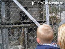 [P61] la mini zoo » foto by Alina Morar
 - 
<span class="allrVoted glyphicon glyphicon-heart hidden" id="av112281"></span>
<a class="m-l-10 hidden" id="sv112281" onclick="voting_Foto_DelVot(,112281,6837)" role="button">șterge vot <span class="glyphicon glyphicon-remove"></span></a>
<a id="v9112281" class=" c-red"  onclick="voting_Foto_SetVot(112281)" role="button"><span class="glyphicon glyphicon-heart-empty"></span> <b>LIKE</b> = Votează poza</a> <img class="hidden"  id="f112281W9" src="/imagini/loader.gif" border="0" /><span class="AjErrMes hidden" id="e112281ErM"></span>