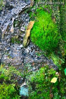 [P35] De aici am plecat pe carari de munte, in imediata apropiere. » foto by mirelab
 - 
<span class="allrVoted glyphicon glyphicon-heart hidden" id="av112365"></span>
<a class="m-l-10 hidden" id="sv112365" onclick="voting_Foto_DelVot(,112365,6845)" role="button">șterge vot <span class="glyphicon glyphicon-remove"></span></a>
<a id="v9112365" class=" c-red"  onclick="voting_Foto_SetVot(112365)" role="button"><span class="glyphicon glyphicon-heart-empty"></span> <b>LIKE</b> = Votează poza</a> <img class="hidden"  id="f112365W9" src="/imagini/loader.gif" border="0" /><span class="AjErrMes hidden" id="e112365ErM"></span>