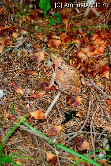 [P42] A socializat fix pentru o fotografie cu mine, dupa care a fugit speriata in padure. Uimitor cum i-a creat natura o haina identica cu vegetatia!!! » foto by mirelab
 - 
<span class="allrVoted glyphicon glyphicon-heart hidden" id="av112374"></span>
<a class="m-l-10 hidden" id="sv112374" onclick="voting_Foto_DelVot(,112374,6845)" role="button">șterge vot <span class="glyphicon glyphicon-remove"></span></a>
<a id="v9112374" class=" c-red"  onclick="voting_Foto_SetVot(112374)" role="button"><span class="glyphicon glyphicon-heart-empty"></span> <b>LIKE</b> = Votează poza</a> <img class="hidden"  id="f112374W9" src="/imagini/loader.gif" border="0" /><span class="AjErrMes hidden" id="e112374ErM"></span>