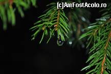 [P20] Din frumusetile naturii, chiar daca pe 25.12 ploua. » foto by sforicel
 - 
<span class="allrVoted glyphicon glyphicon-heart hidden" id="av176101"></span>
<a class="m-l-10 hidden" id="sv176101" onclick="voting_Foto_DelVot(,176101,6845)" role="button">șterge vot <span class="glyphicon glyphicon-remove"></span></a>
<a id="v9176101" class=" c-red"  onclick="voting_Foto_SetVot(176101)" role="button"><span class="glyphicon glyphicon-heart-empty"></span> <b>LIKE</b> = Votează poza</a> <img class="hidden"  id="f176101W9" src="/imagini/loader.gif" border="0" /><span class="AjErrMes hidden" id="e176101ErM"></span>