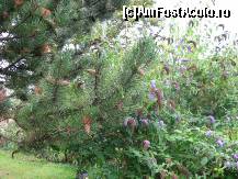 [P12] Plante ce cresc de-a lungul litoralului normand » foto by dorgo
 - 
<span class="allrVoted glyphicon glyphicon-heart hidden" id="av113661"></span>
<a class="m-l-10 hidden" id="sv113661" onclick="voting_Foto_DelVot(,113661,6874)" role="button">șterge vot <span class="glyphicon glyphicon-remove"></span></a>
<a id="v9113661" class=" c-red"  onclick="voting_Foto_SetVot(113661)" role="button"><span class="glyphicon glyphicon-heart-empty"></span> <b>LIKE</b> = Votează poza</a> <img class="hidden"  id="f113661W9" src="/imagini/loader.gif" border="0" /><span class="AjErrMes hidden" id="e113661ErM"></span>