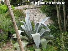 [P28] Sa fie oare vestita 'aloe vera'? » foto by dorgo
 - 
<span class="allrVoted glyphicon glyphicon-heart hidden" id="av113707"></span>
<a class="m-l-10 hidden" id="sv113707" onclick="voting_Foto_DelVot(,113707,6874)" role="button">șterge vot <span class="glyphicon glyphicon-remove"></span></a>
<a id="v9113707" class=" c-red"  onclick="voting_Foto_SetVot(113707)" role="button"><span class="glyphicon glyphicon-heart-empty"></span> <b>LIKE</b> = Votează poza</a> <img class="hidden"  id="f113707W9" src="/imagini/loader.gif" border="0" /><span class="AjErrMes hidden" id="e113707ErM"></span>