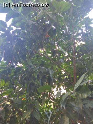 [P01] portocalul de langa balcon » foto by lady_c35
 - 
<span class="allrVoted glyphicon glyphicon-heart hidden" id="av977471"></span>
<a class="m-l-10 hidden" id="sv977471" onclick="voting_Foto_DelVot(,977471,6876)" role="button">șterge vot <span class="glyphicon glyphicon-remove"></span></a>
<a id="v9977471" class=" c-red"  onclick="voting_Foto_SetVot(977471)" role="button"><span class="glyphicon glyphicon-heart-empty"></span> <b>LIKE</b> = Votează poza</a> <img class="hidden"  id="f977471W9" src="/imagini/loader.gif" border="0" /><span class="AjErrMes hidden" id="e977471ErM"></span>