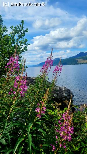 [P11] Loch Ness - pe malul estic » foto by k-lator
 - 
<span class="allrVoted glyphicon glyphicon-heart hidden" id="av1501558"></span>
<a class="m-l-10 hidden" id="sv1501558" onclick="voting_Foto_DelVot(,1501558,6898)" role="button">șterge vot <span class="glyphicon glyphicon-remove"></span></a>
<a id="v91501558" class=" c-red"  onclick="voting_Foto_SetVot(1501558)" role="button"><span class="glyphicon glyphicon-heart-empty"></span> <b>LIKE</b> = Votează poza</a> <img class="hidden"  id="f1501558W9" src="/imagini/loader.gif" border="0" /><span class="AjErrMes hidden" id="e1501558ErM"></span>