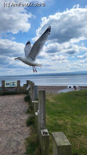 [P21] un prieten de la Chanonry Point » foto by k-lator
 - 
<span class="allrVoted glyphicon glyphicon-heart hidden" id="av1501568"></span>
<a class="m-l-10 hidden" id="sv1501568" onclick="voting_Foto_DelVot(,1501568,6898)" role="button">șterge vot <span class="glyphicon glyphicon-remove"></span></a>
<a id="v91501568" class=" c-red"  onclick="voting_Foto_SetVot(1501568)" role="button"><span class="glyphicon glyphicon-heart-empty"></span> <b>LIKE</b> = Votează poza</a> <img class="hidden"  id="f1501568W9" src="/imagini/loader.gif" border="0" /><span class="AjErrMes hidden" id="e1501568ErM"></span>