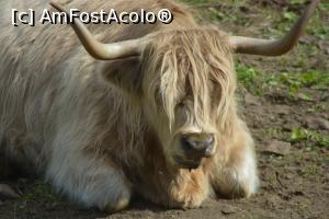 [P32] am încercat să o mulg dar... » foto by icata24
 - 
<span class="allrVoted glyphicon glyphicon-heart hidden" id="av1187705"></span>
<a class="m-l-10 hidden" id="sv1187705" onclick="voting_Foto_DelVot(,1187705,6898)" role="button">șterge vot <span class="glyphicon glyphicon-remove"></span></a>
<a id="v91187705" class=" c-red"  onclick="voting_Foto_SetVot(1187705)" role="button"><span class="glyphicon glyphicon-heart-empty"></span> <b>LIKE</b> = Votează poza</a> <img class="hidden"  id="f1187705W9" src="/imagini/loader.gif" border="0" /><span class="AjErrMes hidden" id="e1187705ErM"></span>