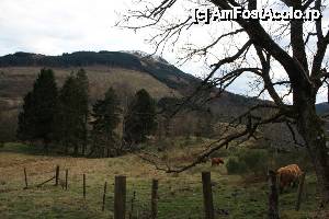 [P50] Pe drum spre Balquhidder ne-au apărut în cale văcuțele scoțiene...  » foto by ariciu*
 - 
<span class="allrVoted glyphicon glyphicon-heart hidden" id="av502427"></span>
<a class="m-l-10 hidden" id="sv502427" onclick="voting_Foto_DelVot(,502427,6898)" role="button">șterge vot <span class="glyphicon glyphicon-remove"></span></a>
<a id="v9502427" class=" c-red"  onclick="voting_Foto_SetVot(502427)" role="button"><span class="glyphicon glyphicon-heart-empty"></span> <b>LIKE</b> = Votează poza</a> <img class="hidden"  id="f502427W9" src="/imagini/loader.gif" border="0" /><span class="AjErrMes hidden" id="e502427ErM"></span>