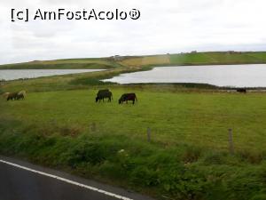 [P52] Insulele Orkney cu clima blanda tot anul, astfel incat nu exista grajduri. Vacutele stau absolut tot anul pe camp.  » foto by Aurici
 - 
<span class="allrVoted glyphicon glyphicon-heart hidden" id="av901949"></span>
<a class="m-l-10 hidden" id="sv901949" onclick="voting_Foto_DelVot(,901949,6898)" role="button">șterge vot <span class="glyphicon glyphicon-remove"></span></a>
<a id="v9901949" class=" c-red"  onclick="voting_Foto_SetVot(901949)" role="button"><span class="glyphicon glyphicon-heart-empty"></span> <b>LIKE</b> = Votează poza</a> <img class="hidden"  id="f901949W9" src="/imagini/loader.gif" border="0" /><span class="AjErrMes hidden" id="e901949ErM"></span>