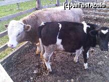 [P11] Salut!!Muuuu » foto by ollyolyy
 - 
<span class="allrVoted glyphicon glyphicon-heart hidden" id="av263591"></span>
<a class="m-l-10 hidden" id="sv263591" onclick="voting_Foto_DelVot(,263591,6916)" role="button">șterge vot <span class="glyphicon glyphicon-remove"></span></a>
<a id="v9263591" class=" c-red"  onclick="voting_Foto_SetVot(263591)" role="button"><span class="glyphicon glyphicon-heart-empty"></span> <b>LIKE</b> = Votează poza</a> <img class="hidden"  id="f263591W9" src="/imagini/loader.gif" border="0" /><span class="AjErrMes hidden" id="e263591ErM"></span>