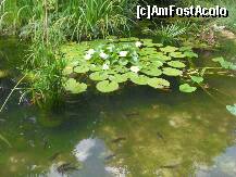 [P20] Nuferi si pestisori in Gradina Zoologica din Palic! » foto by georgiana
 - 
<span class="allrVoted glyphicon glyphicon-heart hidden" id="av117693"></span>
<a class="m-l-10 hidden" id="sv117693" onclick="voting_Foto_DelVot(,117693,6986)" role="button">șterge vot <span class="glyphicon glyphicon-remove"></span></a>
<a id="v9117693" class=" c-red"  onclick="voting_Foto_SetVot(117693)" role="button"><span class="glyphicon glyphicon-heart-empty"></span> <b>LIKE</b> = Votează poza</a> <img class="hidden"  id="f117693W9" src="/imagini/loader.gif" border="0" /><span class="AjErrMes hidden" id="e117693ErM"></span>