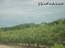 [P03] Campul cu livezile de nectarine » foto by georgiana
 - 
<span class="allrVoted glyphicon glyphicon-heart hidden" id="av117582"></span>
<a class="m-l-10 hidden" id="sv117582" onclick="voting_Foto_DelVot(,117582,6986)" role="button">șterge vot <span class="glyphicon glyphicon-remove"></span></a>
<a id="v9117582" class=" c-red"  onclick="voting_Foto_SetVot(117582)" role="button"><span class="glyphicon glyphicon-heart-empty"></span> <b>LIKE</b> = Votează poza</a> <img class="hidden"  id="f117582W9" src="/imagini/loader.gif" border="0" /><span class="AjErrMes hidden" id="e117582ErM"></span>