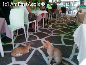 [P20] La aceasta taverna, n-ai cum sa termini totul din farfurie, asa ca pe-aici s-au aciuit si cateva pisici simpatice, care lucreaza ca animatoare, cred ca au contract cu patronul » foto by dorgo
 - 
<span class="allrVoted glyphicon glyphicon-heart hidden" id="av888653"></span>
<a class="m-l-10 hidden" id="sv888653" onclick="voting_Foto_DelVot(,888653,7004)" role="button">șterge vot <span class="glyphicon glyphicon-remove"></span></a>
<a id="v9888653" class=" c-red"  onclick="voting_Foto_SetVot(888653)" role="button"><span class="glyphicon glyphicon-heart-empty"></span> <b>LIKE</b> = Votează poza</a> <img class="hidden"  id="f888653W9" src="/imagini/loader.gif" border="0" /><span class="AjErrMes hidden" id="e888653ErM"></span>