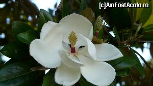 [P08] Si magnolii gigantice » foto by iuliaen
 - 
<span class="allrVoted glyphicon glyphicon-heart hidden" id="av550997"></span>
<a class="m-l-10 hidden" id="sv550997" onclick="voting_Foto_DelVot(,550997,7020)" role="button">șterge vot <span class="glyphicon glyphicon-remove"></span></a>
<a id="v9550997" class=" c-red"  onclick="voting_Foto_SetVot(550997)" role="button"><span class="glyphicon glyphicon-heart-empty"></span> <b>LIKE</b> = Votează poza</a> <img class="hidden"  id="f550997W9" src="/imagini/loader.gif" border="0" /><span class="AjErrMes hidden" id="e550997ErM"></span>