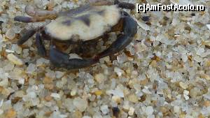 [P11] un crab pentru voi :)  » foto by elee
 - 
<span class="allrVoted glyphicon glyphicon-heart hidden" id="av544057"></span>
<a class="m-l-10 hidden" id="sv544057" onclick="voting_Foto_DelVot(,544057,7039)" role="button">șterge vot <span class="glyphicon glyphicon-remove"></span></a>
<a id="v9544057" class=" c-red"  onclick="voting_Foto_SetVot(544057)" role="button"><span class="glyphicon glyphicon-heart-empty"></span> <b>LIKE</b> = Votează poza</a> <img class="hidden"  id="f544057W9" src="/imagini/loader.gif" border="0" /><span class="AjErrMes hidden" id="e544057ErM"></span>