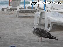 [P15] Pescăruş cu număr de înmatriculare bulgăresc.A fost dragoste la prima vedere.La a doua 'vedere',mi-a furat bucata de pâine.Aşa e în dragoste:) » foto by Flaviu
 - 
<span class="allrVoted glyphicon glyphicon-heart hidden" id="av250609"></span>
<a class="m-l-10 hidden" id="sv250609" onclick="voting_Foto_DelVot(,250609,7039)" role="button">șterge vot <span class="glyphicon glyphicon-remove"></span></a>
<a id="v9250609" class=" c-red"  onclick="voting_Foto_SetVot(250609)" role="button"><span class="glyphicon glyphicon-heart-empty"></span> <b>LIKE</b> = Votează poza</a> <img class="hidden"  id="f250609W9" src="/imagini/loader.gif" border="0" /><span class="AjErrMes hidden" id="e250609ErM"></span>