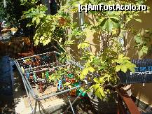 [P32] Uscatorul de rufe cu carlige » foto by pink_gabi*
 - 
<span class="allrVoted glyphicon glyphicon-heart hidden" id="av119877"></span>
<a class="m-l-10 hidden" id="sv119877" onclick="voting_Foto_DelVot(,119877,7054)" role="button">șterge vot <span class="glyphicon glyphicon-remove"></span></a>
<a id="v9119877" class=" c-red"  onclick="voting_Foto_SetVot(119877)" role="button"><span class="glyphicon glyphicon-heart-empty"></span> <b>LIKE</b> = Votează poza</a> <img class="hidden"  id="f119877W9" src="/imagini/loader.gif" border="0" /><span class="AjErrMes hidden" id="e119877ErM"></span>