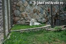 [P45] Parcul Kalemegdan - Grădina Zoologică - tigrul bengalez. Se pare că are un pui de vreo 4 luni, născut în captivitate, însă acesta este ferit deocamdată de ochii publicului.  » foto by ariciu*
 - 
<span class="allrVoted glyphicon glyphicon-heart hidden" id="av469286"></span>
<a class="m-l-10 hidden" id="sv469286" onclick="voting_Foto_DelVot(,469286,7062)" role="button">șterge vot <span class="glyphicon glyphicon-remove"></span></a>
<a id="v9469286" class=" c-red"  onclick="voting_Foto_SetVot(469286)" role="button"><span class="glyphicon glyphicon-heart-empty"></span> <b>LIKE</b> = Votează poza</a> <img class="hidden"  id="f469286W9" src="/imagini/loader.gif" border="0" /><span class="AjErrMes hidden" id="e469286ErM"></span>
