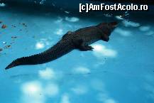 [P48] Parcul Kalemegdan - Grădina Zoologică - crocodilul cu lăbuța lipsă » foto by ariciu*
 - 
<span class="allrVoted glyphicon glyphicon-heart hidden" id="av469289"></span>
<a class="m-l-10 hidden" id="sv469289" onclick="voting_Foto_DelVot(,469289,7062)" role="button">șterge vot <span class="glyphicon glyphicon-remove"></span></a>
<a id="v9469289" class=" c-red"  onclick="voting_Foto_SetVot(469289)" role="button"><span class="glyphicon glyphicon-heart-empty"></span> <b>LIKE</b> = Votează poza</a> <img class="hidden"  id="f469289W9" src="/imagini/loader.gif" border="0" /><span class="AjErrMes hidden" id="e469289ErM"></span>
