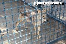 [P49] Parcul Kalemegdan - Grădina Zoologică -lupul cu care noi îl speriem pe micuțul nostru ca să se introducă la nani... nu era deloc fioros ci doar agitat și extrem de trist.  » foto by ariciu*
 - 
<span class="allrVoted glyphicon glyphicon-heart hidden" id="av469290"></span>
<a class="m-l-10 hidden" id="sv469290" onclick="voting_Foto_DelVot(,469290,7062)" role="button">șterge vot <span class="glyphicon glyphicon-remove"></span></a>
<a id="v9469290" class=" c-red"  onclick="voting_Foto_SetVot(469290)" role="button"><span class="glyphicon glyphicon-heart-empty"></span> <b>LIKE</b> = Votează poza</a> <img class="hidden"  id="f469290W9" src="/imagini/loader.gif" border="0" /><span class="AjErrMes hidden" id="e469290ErM"></span>