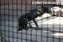 [P50] Parcul Kalemegdan - Grădina Zoologică - Canis lupus, plictisiți se scărpinau, având ca spațiu o cușcă nu suficient de mare pentru amândoi. Aceeași tristețe parcă am zărit-o și în ochii lor.  » foto by ariciu*
 - 
<span class="allrVoted glyphicon glyphicon-heart hidden" id="av469291"></span>
<a class="m-l-10 hidden" id="sv469291" onclick="voting_Foto_DelVot(,469291,7062)" role="button">șterge vot <span class="glyphicon glyphicon-remove"></span></a>
<a id="v9469291" class=" c-red"  onclick="voting_Foto_SetVot(469291)" role="button"><span class="glyphicon glyphicon-heart-empty"></span> <b>LIKE</b> = Votează poza</a> <img class="hidden"  id="f469291W9" src="/imagini/loader.gif" border="0" /><span class="AjErrMes hidden" id="e469291ErM"></span>