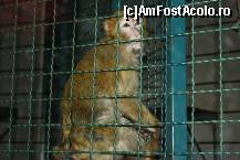 [P51] Parcul Kalemegdan - Grădina Zoologică - o maimuțică destul de apatică, de fapt așa le-am găsit pe toate.  » foto by ariciu*
 - 
<span class="allrVoted glyphicon glyphicon-heart hidden" id="av469292"></span>
<a class="m-l-10 hidden" id="sv469292" onclick="voting_Foto_DelVot(,469292,7062)" role="button">șterge vot <span class="glyphicon glyphicon-remove"></span></a>
<a id="v9469292" class=" c-red"  onclick="voting_Foto_SetVot(469292)" role="button"><span class="glyphicon glyphicon-heart-empty"></span> <b>LIKE</b> = Votează poza</a> <img class="hidden"  id="f469292W9" src="/imagini/loader.gif" border="0" /><span class="AjErrMes hidden" id="e469292ErM"></span>