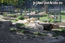 [P52] Parcul Kalemegdan - Grădina Zoologică - cuștile leilor, superbe exemplare.  » foto by ariciu*
 - 
<span class="allrVoted glyphicon glyphicon-heart hidden" id="av469293"></span>
<a class="m-l-10 hidden" id="sv469293" onclick="voting_Foto_DelVot(,469293,7062)" role="button">șterge vot <span class="glyphicon glyphicon-remove"></span></a>
<a id="v9469293" class=" c-red"  onclick="voting_Foto_SetVot(469293)" role="button"><span class="glyphicon glyphicon-heart-empty"></span> <b>LIKE</b> = Votează poza</a> <img class="hidden"  id="f469293W9" src="/imagini/loader.gif" border="0" /><span class="AjErrMes hidden" id="e469293ErM"></span>