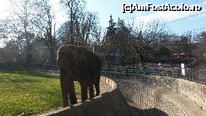 [P07] Elefantul de la Zoo Belgrad » foto by DanielaK
 - 
<span class="allrVoted glyphicon glyphicon-heart hidden" id="av699575"></span>
<a class="m-l-10 hidden" id="sv699575" onclick="voting_Foto_DelVot(,699575,7062)" role="button">șterge vot <span class="glyphicon glyphicon-remove"></span></a>
<a id="v9699575" class=" c-red"  onclick="voting_Foto_SetVot(699575)" role="button"><span class="glyphicon glyphicon-heart-empty"></span> <b>LIKE</b> = Votează poza</a> <img class="hidden"  id="f699575W9" src="/imagini/loader.gif" border="0" /><span class="AjErrMes hidden" id="e699575ErM"></span>