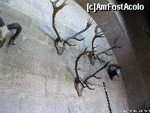[P15] Trofele care impodobesc pereti » foto by dannek
 - 
<span class="allrVoted glyphicon glyphicon-heart hidden" id="av147254"></span>
<a class="m-l-10 hidden" id="sv147254" onclick="voting_Foto_DelVot(,147254,7068)" role="button">șterge vot <span class="glyphicon glyphicon-remove"></span></a>
<a id="v9147254" class=" c-red"  onclick="voting_Foto_SetVot(147254)" role="button"><span class="glyphicon glyphicon-heart-empty"></span> <b>LIKE</b> = Votează poza</a> <img class="hidden"  id="f147254W9" src="/imagini/loader.gif" border="0" /><span class="AjErrMes hidden" id="e147254ErM"></span>