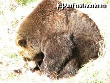 [P02] unul din ursii dansatori scos la pensie de fundatia vier pfoten » foto by essential1975
 - 
<span class="allrVoted glyphicon glyphicon-heart hidden" id="av158884"></span>
<a class="m-l-10 hidden" id="sv158884" onclick="voting_Foto_DelVot(,158884,7111)" role="button">șterge vot <span class="glyphicon glyphicon-remove"></span></a>
<a id="v9158884" class=" c-red"  onclick="voting_Foto_SetVot(158884)" role="button"><span class="glyphicon glyphicon-heart-empty"></span> <b>LIKE</b> = Votează poza</a> <img class="hidden"  id="f158884W9" src="/imagini/loader.gif" border="0" /><span class="AjErrMes hidden" id="e158884ErM"></span>
