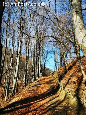 [P60] Drumul forestier » foto by cata2106
 - 
<span class="allrVoted glyphicon glyphicon-heart hidden" id="av1271841"></span>
<a class="m-l-10 hidden" id="sv1271841" onclick="voting_Foto_DelVot(,1271841,7135)" role="button">șterge vot <span class="glyphicon glyphicon-remove"></span></a>
<a id="v91271841" class=" c-red"  onclick="voting_Foto_SetVot(1271841)" role="button"><span class="glyphicon glyphicon-heart-empty"></span> <b>LIKE</b> = Votează poza</a> <img class="hidden"  id="f1271841W9" src="/imagini/loader.gif" border="0" /><span class="AjErrMes hidden" id="e1271841ErM"></span>
