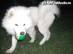 [P04] mascota pensiunii!... si bucuria copiilor » foto by danette*
 - 
<span class="allrVoted glyphicon glyphicon-heart hidden" id="av460790"></span>
<a class="m-l-10 hidden" id="sv460790" onclick="voting_Foto_DelVot(,460790,7145)" role="button">șterge vot <span class="glyphicon glyphicon-remove"></span></a>
<a id="v9460790" class=" c-red"  onclick="voting_Foto_SetVot(460790)" role="button"><span class="glyphicon glyphicon-heart-empty"></span> <b>LIKE</b> = Votează poza</a> <img class="hidden"  id="f460790W9" src="/imagini/loader.gif" border="0" /><span class="AjErrMes hidden" id="e460790ErM"></span>