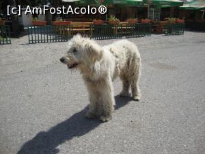 [P05] Un paznic de nădejde ne-a întâmpinat atunci când am coborât din mașină la Obârșia Lotrului.  » foto by Floryn81
 - 
<span class="allrVoted glyphicon glyphicon-heart hidden" id="av929371"></span>
<a class="m-l-10 hidden" id="sv929371" onclick="voting_Foto_DelVot(,929371,7149)" role="button">șterge vot <span class="glyphicon glyphicon-remove"></span></a>
<a id="v9929371" class=" c-red"  onclick="voting_Foto_SetVot(929371)" role="button"><span class="glyphicon glyphicon-heart-empty"></span> <b>LIKE</b> = Votează poza</a> <img class="hidden"  id="f929371W9" src="/imagini/loader.gif" border="0" /><span class="AjErrMes hidden" id="e929371ErM"></span>