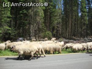 [P07] Transhumanță pe ”Drumul Regelui”.  » foto by Floryn81
 - 
<span class="allrVoted glyphicon glyphicon-heart hidden" id="av929373"></span>
<a class="m-l-10 hidden" id="sv929373" onclick="voting_Foto_DelVot(,929373,7149)" role="button">șterge vot <span class="glyphicon glyphicon-remove"></span></a>
<a id="v9929373" class=" c-red"  onclick="voting_Foto_SetVot(929373)" role="button"><span class="glyphicon glyphicon-heart-empty"></span> <b>LIKE</b> = Votează poza</a> <img class="hidden"  id="f929373W9" src="/imagini/loader.gif" border="0" /><span class="AjErrMes hidden" id="e929373ErM"></span>