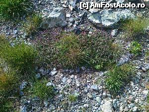 [P43] Transalpina acum, în multe imagini și puține cuvinte - Din ce în ce mai puțin verde...  » foto by Lyssys
 - 
<span class="allrVoted glyphicon glyphicon-heart hidden" id="av636517"></span>
<a class="m-l-10 hidden" id="sv636517" onclick="voting_Foto_DelVot(,636517,7149)" role="button">șterge vot <span class="glyphicon glyphicon-remove"></span></a>
<a id="v9636517" class=" c-red"  onclick="voting_Foto_SetVot(636517)" role="button"><span class="glyphicon glyphicon-heart-empty"></span> <b>LIKE</b> = Votează poza</a> <img class="hidden"  id="f636517W9" src="/imagini/loader.gif" border="0" /><span class="AjErrMes hidden" id="e636517ErM"></span>