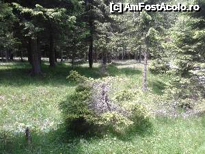 [P84] Transalpina acum, în multe imagini și puține cuvinte - Au apărut în peisaj, odată ce a început coborârea, pădurile de conifere » foto by Lyssys
 - 
<span class="allrVoted glyphicon glyphicon-heart hidden" id="av636570"></span>
<a class="m-l-10 hidden" id="sv636570" onclick="voting_Foto_DelVot(,636570,7149)" role="button">șterge vot <span class="glyphicon glyphicon-remove"></span></a>
<a id="v9636570" class=" c-red"  onclick="voting_Foto_SetVot(636570)" role="button"><span class="glyphicon glyphicon-heart-empty"></span> <b>LIKE</b> = Votează poza</a> <img class="hidden"  id="f636570W9" src="/imagini/loader.gif" border="0" /><span class="AjErrMes hidden" id="e636570ErM"></span>