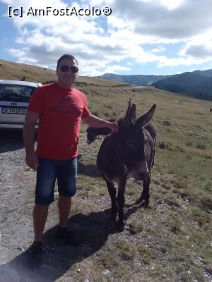 [P08] Magarusii de pe Transalpina. » foto by cecilia a.
 - 
<span class="allrVoted glyphicon glyphicon-heart hidden" id="av1188051"></span>
<a class="m-l-10 hidden" id="sv1188051" onclick="voting_Foto_DelVot(,1188051,7149)" role="button">șterge vot <span class="glyphicon glyphicon-remove"></span></a>
<a id="v91188051" class=" c-red"  onclick="voting_Foto_SetVot(1188051)" role="button"><span class="glyphicon glyphicon-heart-empty"></span> <b>LIKE</b> = Votează poza</a> <img class="hidden"  id="f1188051W9" src="/imagini/loader.gif" border="0" /><span class="AjErrMes hidden" id="e1188051ErM"></span>