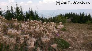 [P06] Floră alpină » foto by Rofri
 - 
<span class="allrVoted glyphicon glyphicon-heart hidden" id="av646232"></span>
<a class="m-l-10 hidden" id="sv646232" onclick="voting_Foto_DelVot(,646232,7157)" role="button">șterge vot <span class="glyphicon glyphicon-remove"></span></a>
<a id="v9646232" class=" c-red"  onclick="voting_Foto_SetVot(646232)" role="button"><span class="glyphicon glyphicon-heart-empty"></span> <b>LIKE</b> = Votează poza</a> <img class="hidden"  id="f646232W9" src="/imagini/loader.gif" border="0" /><span class="AjErrMes hidden" id="e646232ErM"></span>