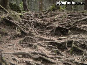 [P11] Trasee din Durău - o porțiune din traseul spre Duruitoarea seamănă foarte bine cu cea mai mare parte a traseului spre Fântânele.  » foto by izabiza
 - 
<span class="allrVoted glyphicon glyphicon-heart hidden" id="av644641"></span>
<a class="m-l-10 hidden" id="sv644641" onclick="voting_Foto_DelVot(,644641,7157)" role="button">șterge vot <span class="glyphicon glyphicon-remove"></span></a>
<a id="v9644641" class=" c-red"  onclick="voting_Foto_SetVot(644641)" role="button"><span class="glyphicon glyphicon-heart-empty"></span> <b>LIKE</b> = Votează poza</a> <img class="hidden"  id="f644641W9" src="/imagini/loader.gif" border="0" /><span class="AjErrMes hidden" id="e644641ErM"></span>