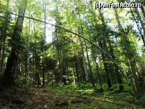 [P06] La Durău, în drum spre Cascada Duruitoarea, un copac ne-a întâmpinat cu... boltă.  » foto by izabiza
 - 
<span class="allrVoted glyphicon glyphicon-heart hidden" id="av644636"></span>
<a class="m-l-10 hidden" id="sv644636" onclick="voting_Foto_DelVot(,644636,7157)" role="button">șterge vot <span class="glyphicon glyphicon-remove"></span></a>
<a id="v9644636" class=" c-red"  onclick="voting_Foto_SetVot(644636)" role="button"><span class="glyphicon glyphicon-heart-empty"></span> <b>LIKE</b> = Votează poza</a> <img class="hidden"  id="f644636W9" src="/imagini/loader.gif" border="0" /><span class="AjErrMes hidden" id="e644636ErM"></span>