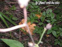 [P05] cautatorii de ciuperci au fost eficienti » foto by liviadavidescu
 - 
<span class="allrVoted glyphicon glyphicon-heart hidden" id="av127159"></span>
<a class="m-l-10 hidden" id="sv127159" onclick="voting_Foto_DelVot(,127159,7248)" role="button">șterge vot <span class="glyphicon glyphicon-remove"></span></a>
<a id="v9127159" class=" c-red"  onclick="voting_Foto_SetVot(127159)" role="button"><span class="glyphicon glyphicon-heart-empty"></span> <b>LIKE</b> = Votează poza</a> <img class="hidden"  id="f127159W9" src="/imagini/loader.gif" border="0" /><span class="AjErrMes hidden" id="e127159ErM"></span>