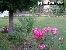 [P09] flori in gradina pensiunii » foto by Andc
 - 
<span class="allrVoted glyphicon glyphicon-heart hidden" id="av127400"></span>
<a class="m-l-10 hidden" id="sv127400" onclick="voting_Foto_DelVot(,127400,7261)" role="button">șterge vot <span class="glyphicon glyphicon-remove"></span></a>
<a id="v9127400" class=" c-red"  onclick="voting_Foto_SetVot(127400)" role="button"><span class="glyphicon glyphicon-heart-empty"></span> <b>LIKE</b> = Votează poza</a> <img class="hidden"  id="f127400W9" src="/imagini/loader.gif" border="0" /><span class="AjErrMes hidden" id="e127400ErM"></span>