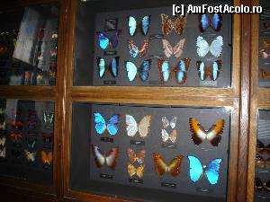 [P06] Muzeul Stiintelor Naturii- colectie de fluturi » foto by lorelei34
 - 
<span class="allrVoted glyphicon glyphicon-heart hidden" id="av384605"></span>
<a class="m-l-10 hidden" id="sv384605" onclick="voting_Foto_DelVot(,384605,7265)" role="button">șterge vot <span class="glyphicon glyphicon-remove"></span></a>
<a id="v9384605" class=" c-red"  onclick="voting_Foto_SetVot(384605)" role="button"><span class="glyphicon glyphicon-heart-empty"></span> <b>LIKE</b> = Votează poza</a> <img class="hidden"  id="f384605W9" src="/imagini/loader.gif" border="0" /><span class="AjErrMes hidden" id="e384605ErM"></span>