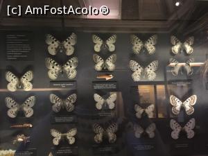 [P44] Viena - Muzeul de istorie Naturala - » foto by mishu
 - 
<span class="allrVoted glyphicon glyphicon-heart hidden" id="av827951"></span>
<a class="m-l-10 hidden" id="sv827951" onclick="voting_Foto_DelVot(,827951,7265)" role="button">șterge vot <span class="glyphicon glyphicon-remove"></span></a>
<a id="v9827951" class=" c-red"  onclick="voting_Foto_SetVot(827951)" role="button"><span class="glyphicon glyphicon-heart-empty"></span> <b>LIKE</b> = Votează poza</a> <img class="hidden"  id="f827951W9" src="/imagini/loader.gif" border="0" /><span class="AjErrMes hidden" id="e827951ErM"></span>